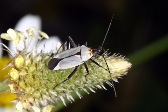 Calocoris nemoralis - Copyright Denis Bourgeois